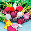 Beetroot Plants - Rainbow Mix