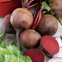 Beetroot Seeds - Boltardy