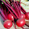 Beetroot Seeds - Solo F1
