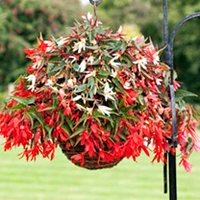Begonia boliviensis Plants - Bossa Nova Mix