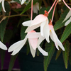 Begonia Bossa Nova Plants - Pure White