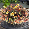 Begonia Bossa Nova Plants - Pure Yellow