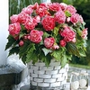 Begonia Bulbs - Camelia