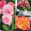 Begonia Collection