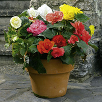 Begonia Expresson - WHITE