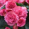Begonia Fivola Pink