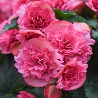 Begonia Fivola Pink