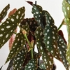 Begonia Maculata
