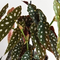 Begonia Maculata