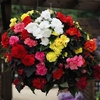 Begonia Non-Stop Mix