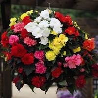 Begonia Non-Stop Mix