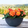 Begonia Nonstop Fire