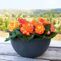 Begonia Nonstop Fire