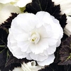 Begonia Nonstop Joy Mocca White