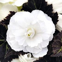 Begonia Nonstop Joy Mocca White