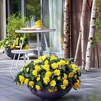 Begonia Nonstop Joy Yellow