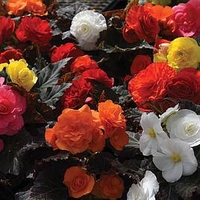 Begonia Nonstop Mixed (10)