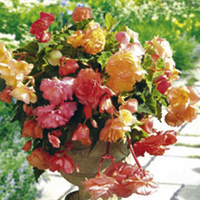 Begonia Parisienne Trailing Mixed