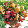 Begonia Parisienne Trailing Mixed