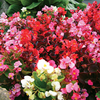 Begonia Pellets - Dobies Super Hybrids F1
