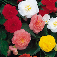 Begonia Pellets - Non-Stop Mixed F1