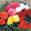 Begonia Pellets - Non-Stop Mocca Mixed F1