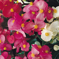 Begonia Pellets - Super Olympia Series F1 Mixed