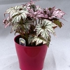 Begonia Plant - Benichoma
