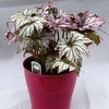 Begonia Plant - Benichoma