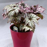 Begonia Plant - Benichoma