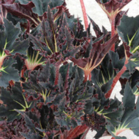 Begonia Plant - Black Fang