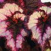 Begonia Plant - Blackberry Swirl