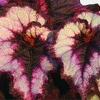Begonia Plant - Blackberry Swirl