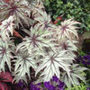 Begonia Plant - Connie Boswell