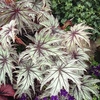 Begonia Plant - Connie Boswell