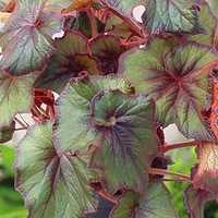 Begonia Plant - Curly Fireflush