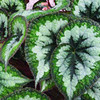 Begonia Plant - Emerald Giant