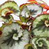 Begonia Plant - Escargot