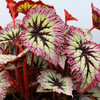 Begonia Plant - Fireworks