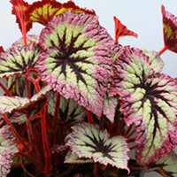 Begonia Plant - Fireworks