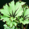 Begonia Plant - Green Gold