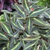 Begonia Plant - Listada