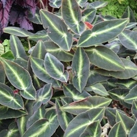Begonia Plant - Listada