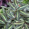 Begonia Plant - Listada