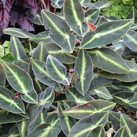 Begonia Plant - Listada
