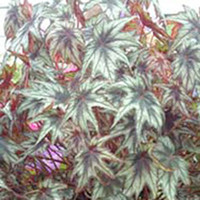 Begonia Plant - Little Brother Montgomery