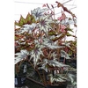 Begonia Plant - Little Brother Montgomery