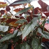 Begonia Plant - Lucerna