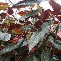 Begonia Plant - Lucerna