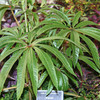 Begonia Plant - Luxurians